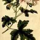 Image of Pelargonium glutinosum (Jacq.) L'Her.