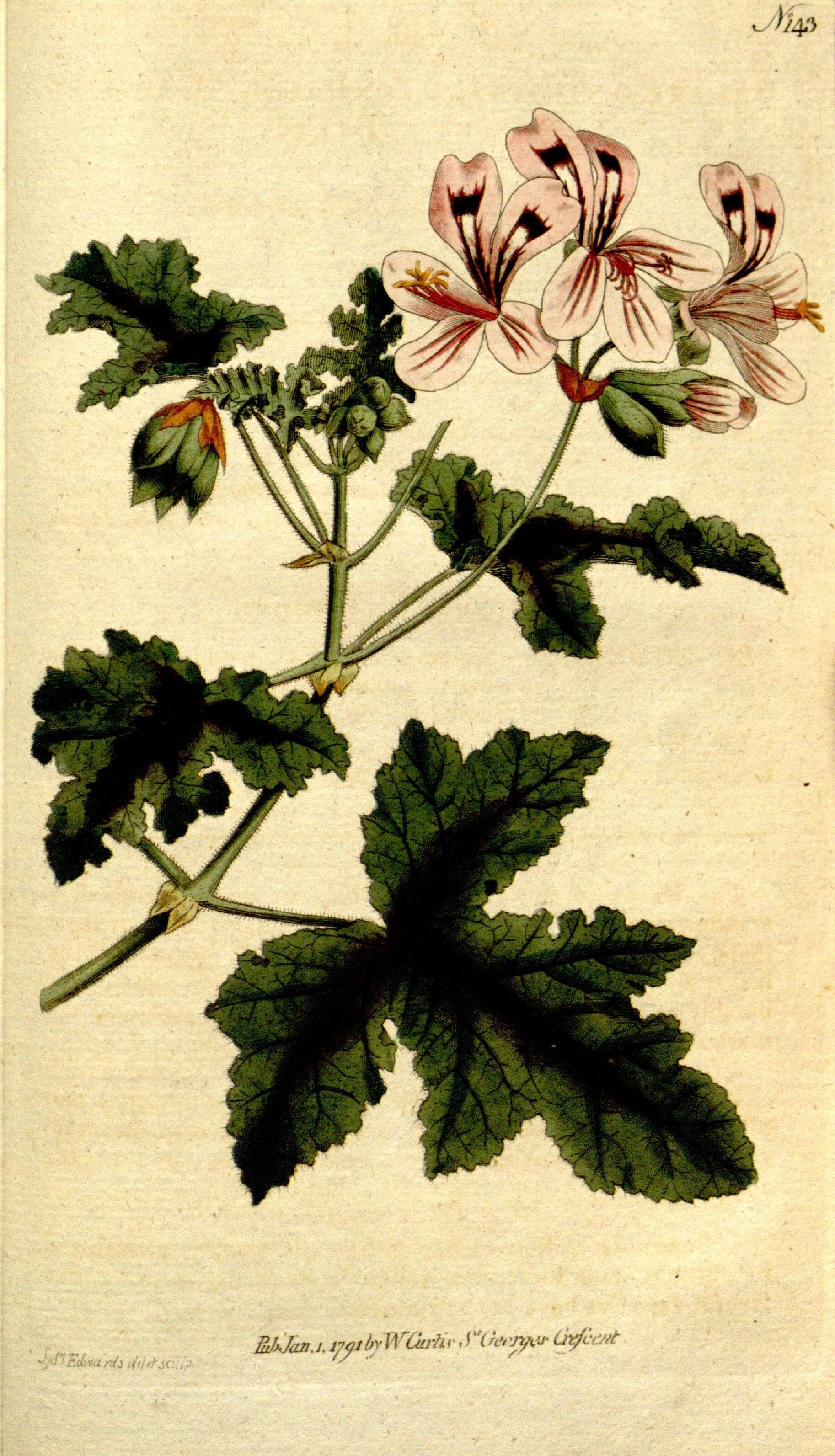 Image of Pelargonium glutinosum (Jacq.) L'Her.