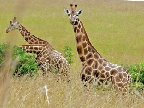 Image of Nubian Giraffe