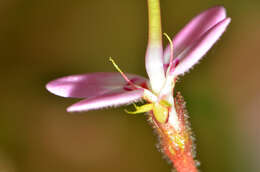 Sivun Stylidium crassifolium R. Br. kuva