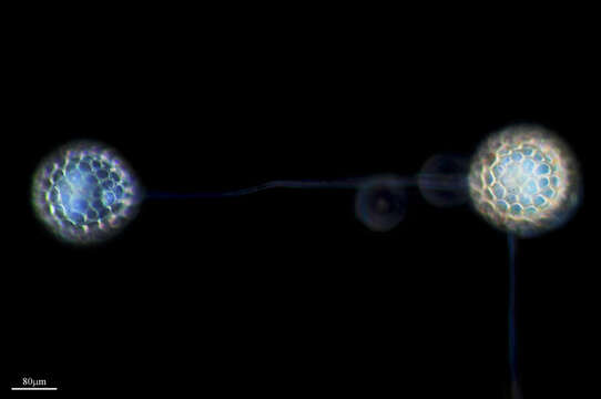 Image of Clathrulina elegans