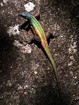 Image of Common Flat Lizard