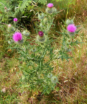 Image of Spear Thistle