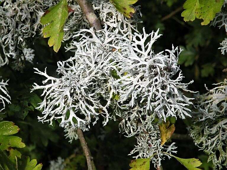 Image of ring lichen