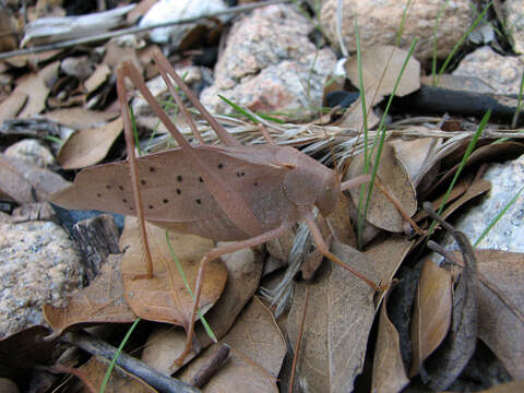 Image of Big Bend False Katydid