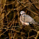 Image of spotted dove