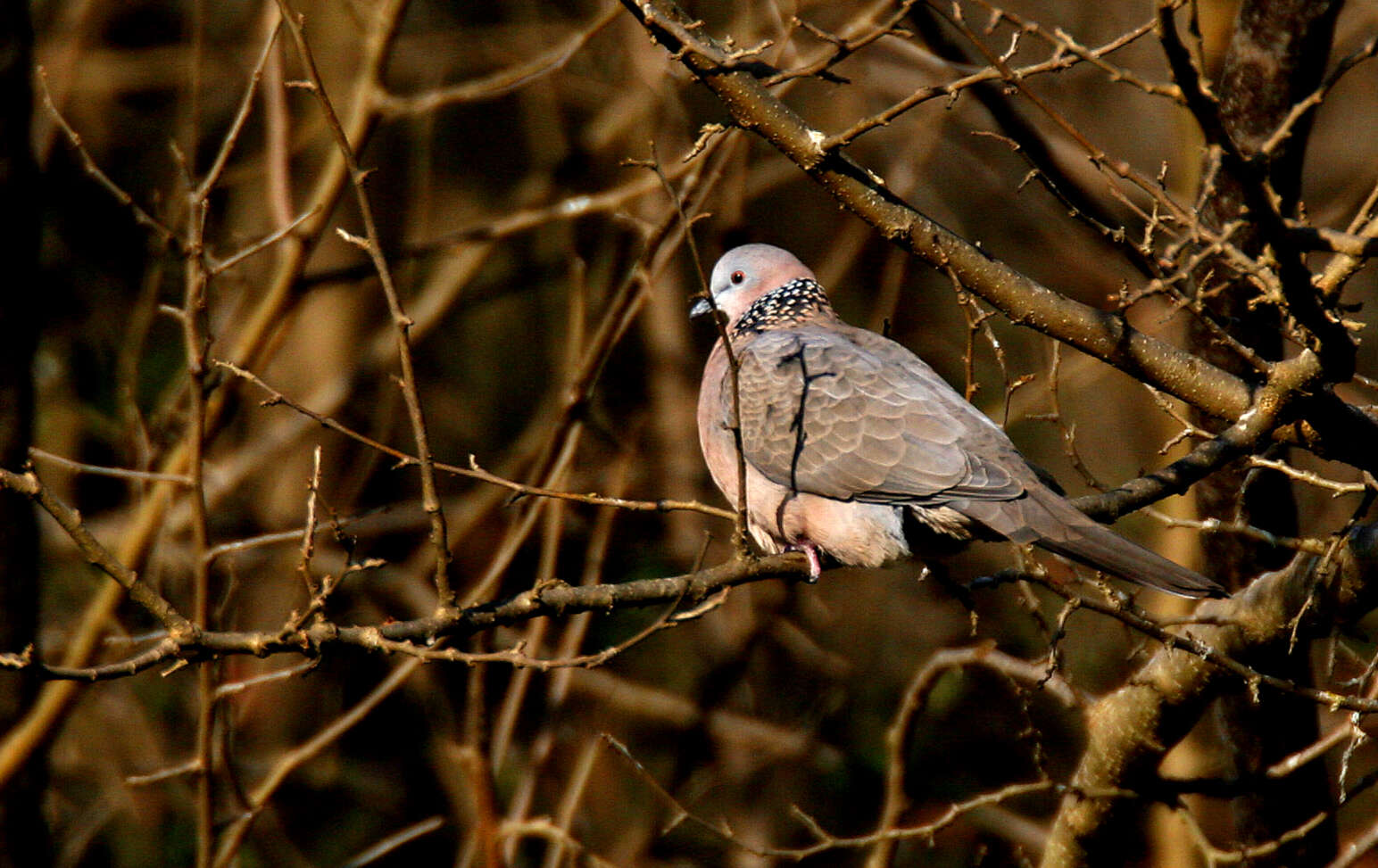 Image of spotted dove