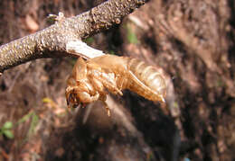 Image of Cystosoma saundersii (Westwood 1842)