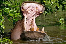 Image of Common Hippopotamus