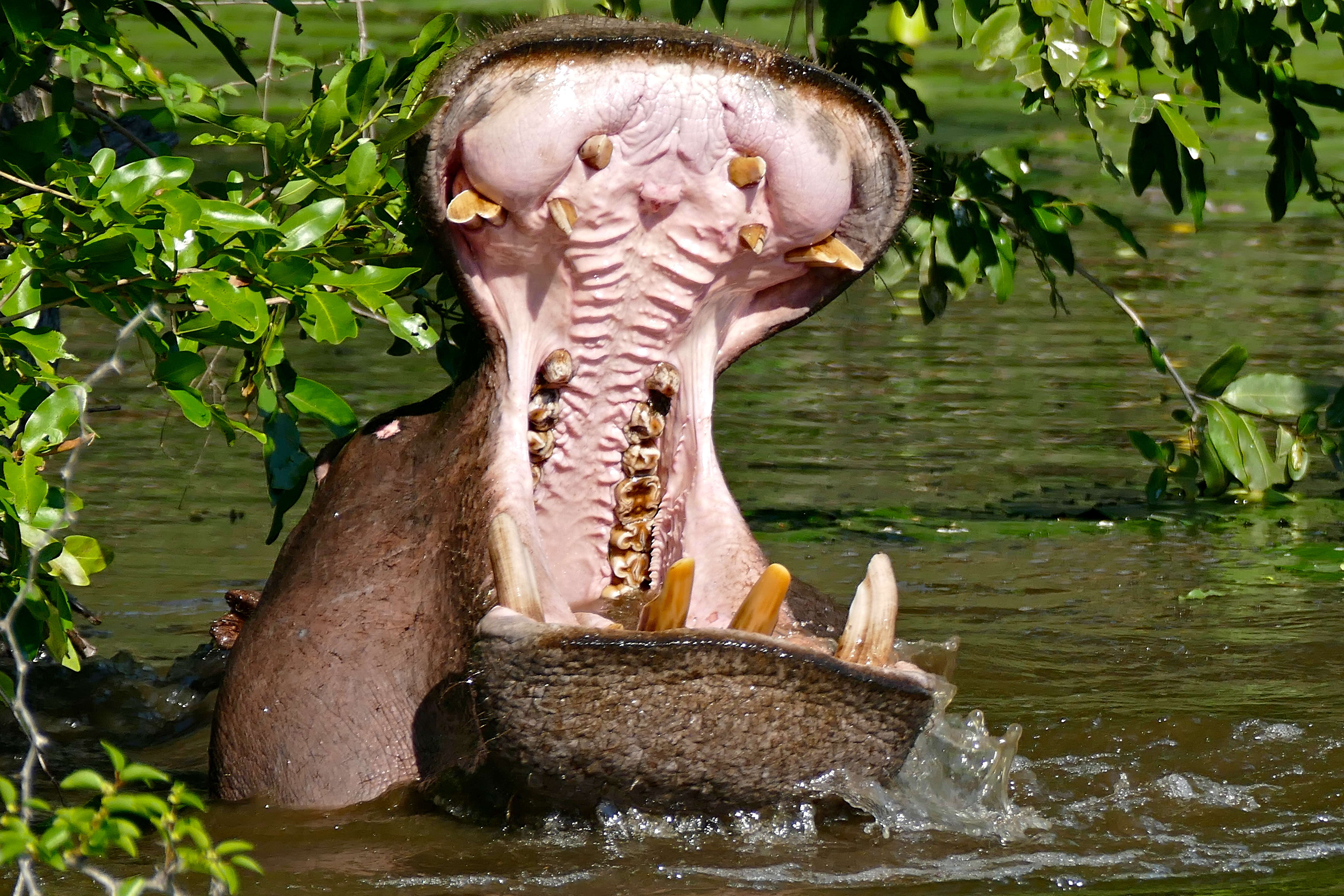 Image of Common Hippopotamus