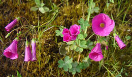 Sivun Oxalis arenaria Bert. kuva