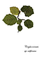 Image of Western Beaked Hazel