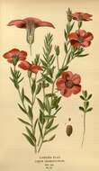 Image of flax