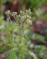 Eupatorium mohrii E. Greene的圖片