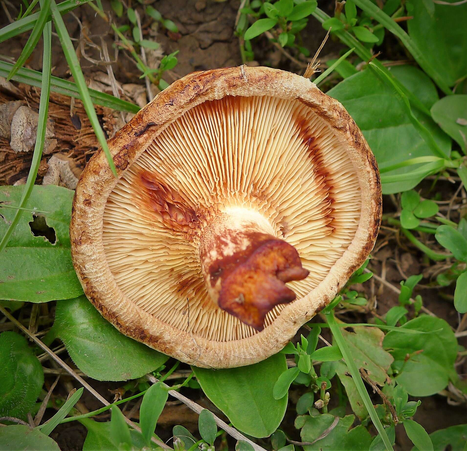 Image of Paxillaceae