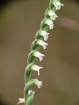 Image of Ladies'-tresses