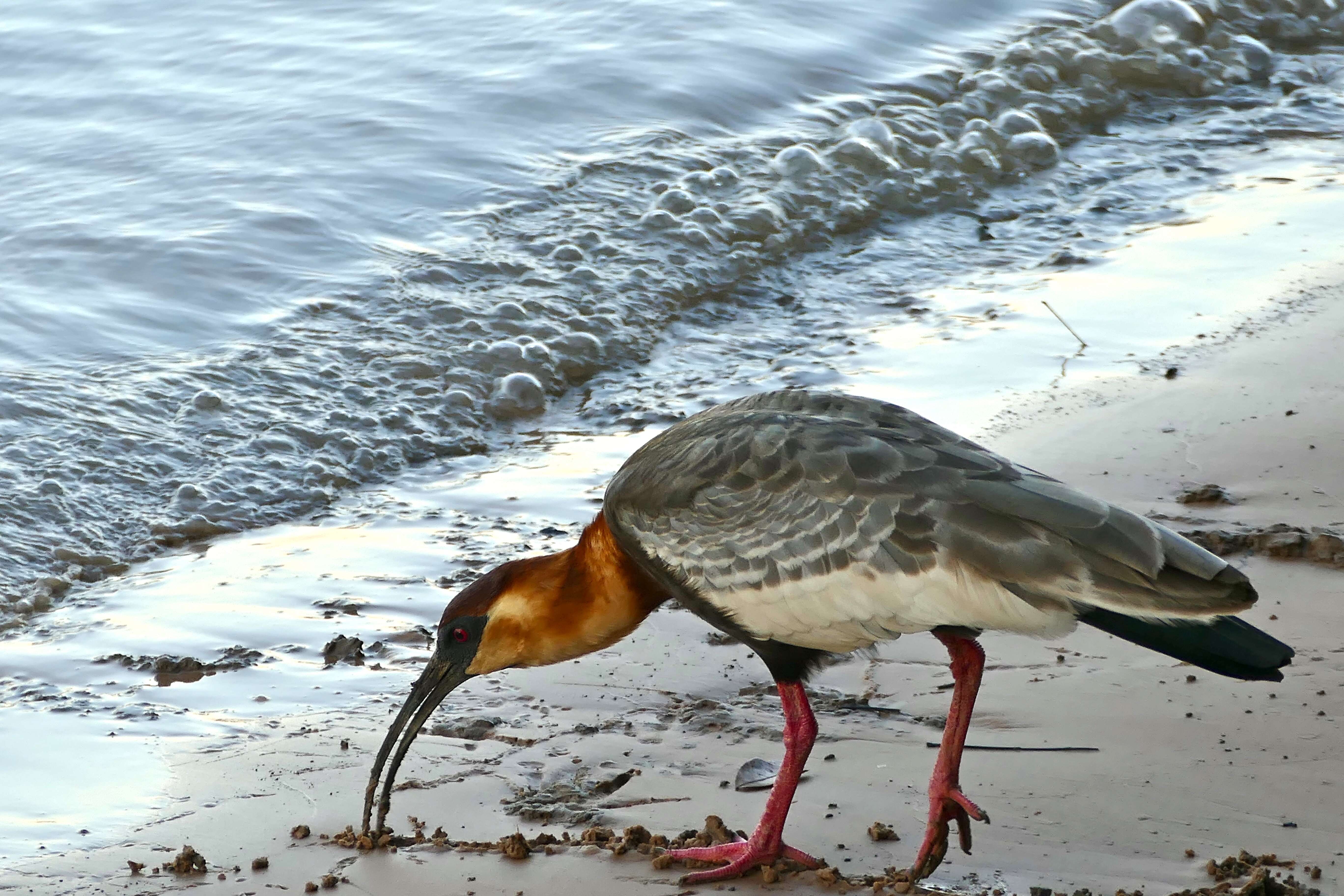 Image of Buff-necked Ibis