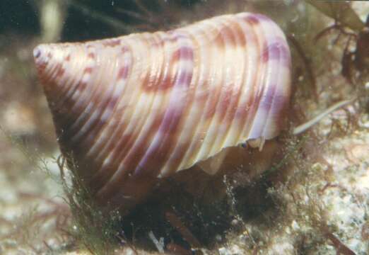 Image of European painted top shell