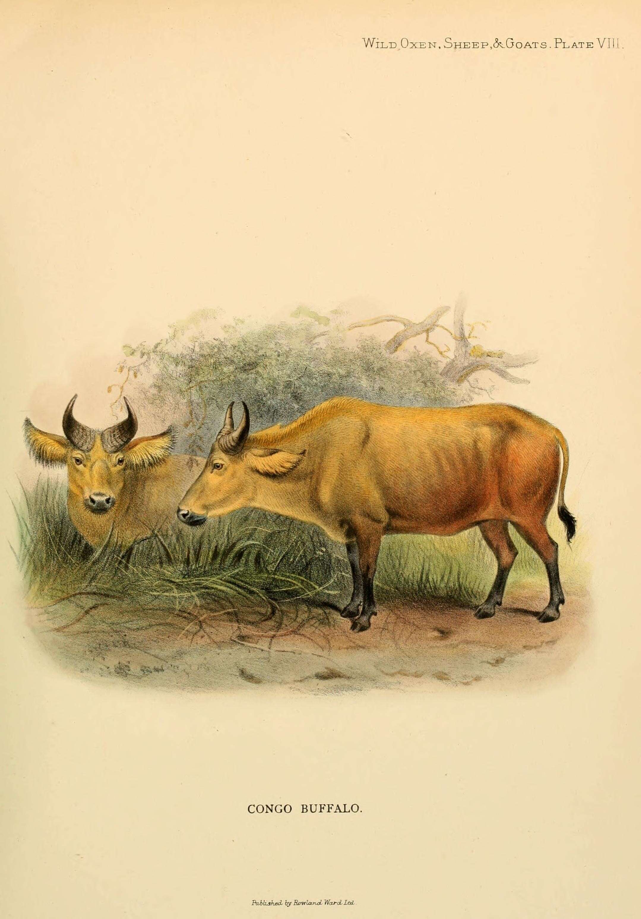 Image of Syncerus Hodgson 1847