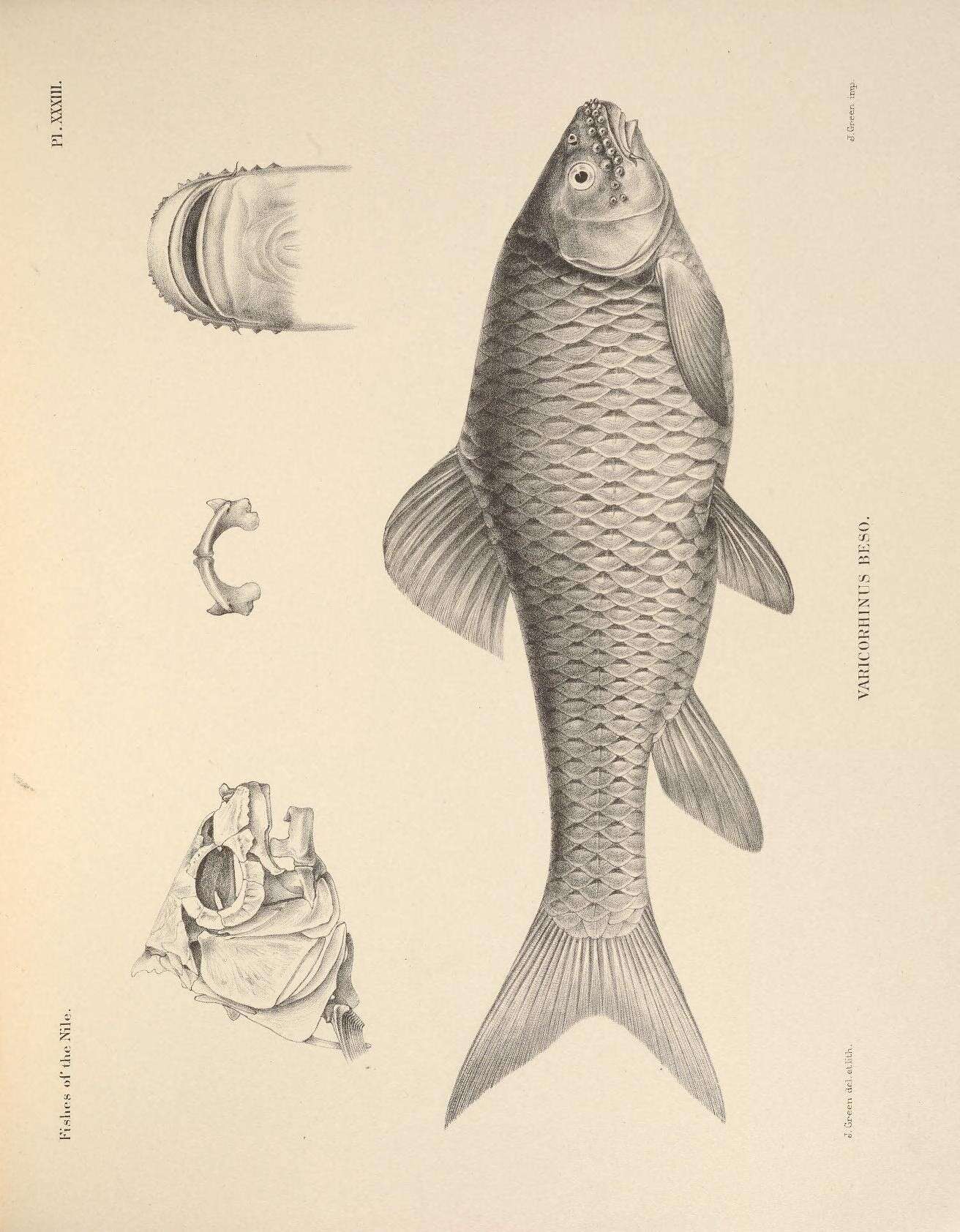Слика од Labeobarbus beso (Rüppell 1835)