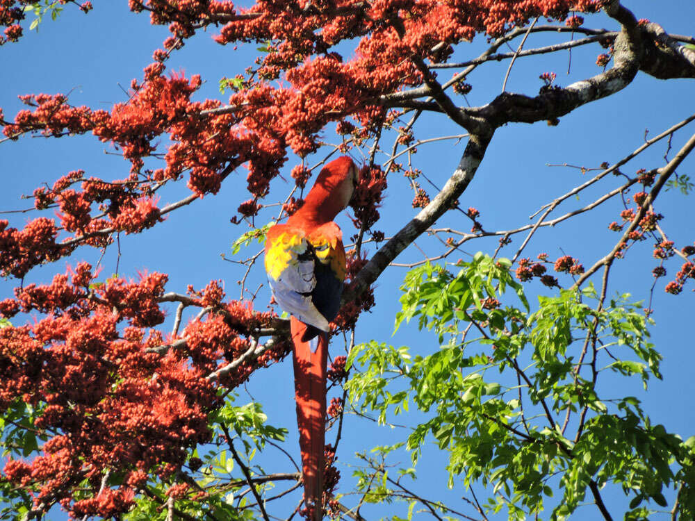 Image of macaws