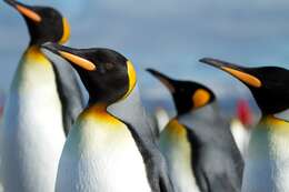 Image of King Penguin