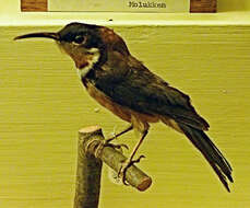 Image of Spinebill