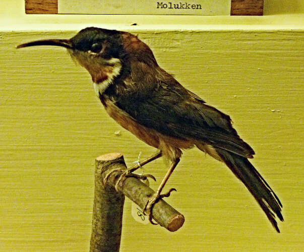 Image of Spinebill