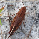 Image of Southern Yellow-winged Grasshopper