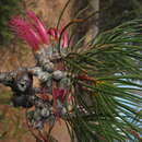 Image of Melaleuca rosea (A. S. George) Craven & R. D. Edwards