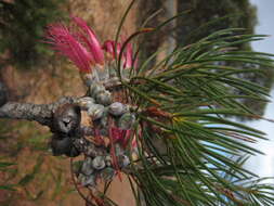 Image of Melaleuca rosea (A. S. George) Craven & R. D. Edwards