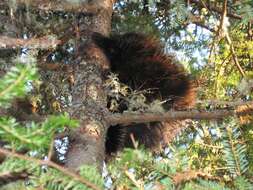 Image of North American porcupine