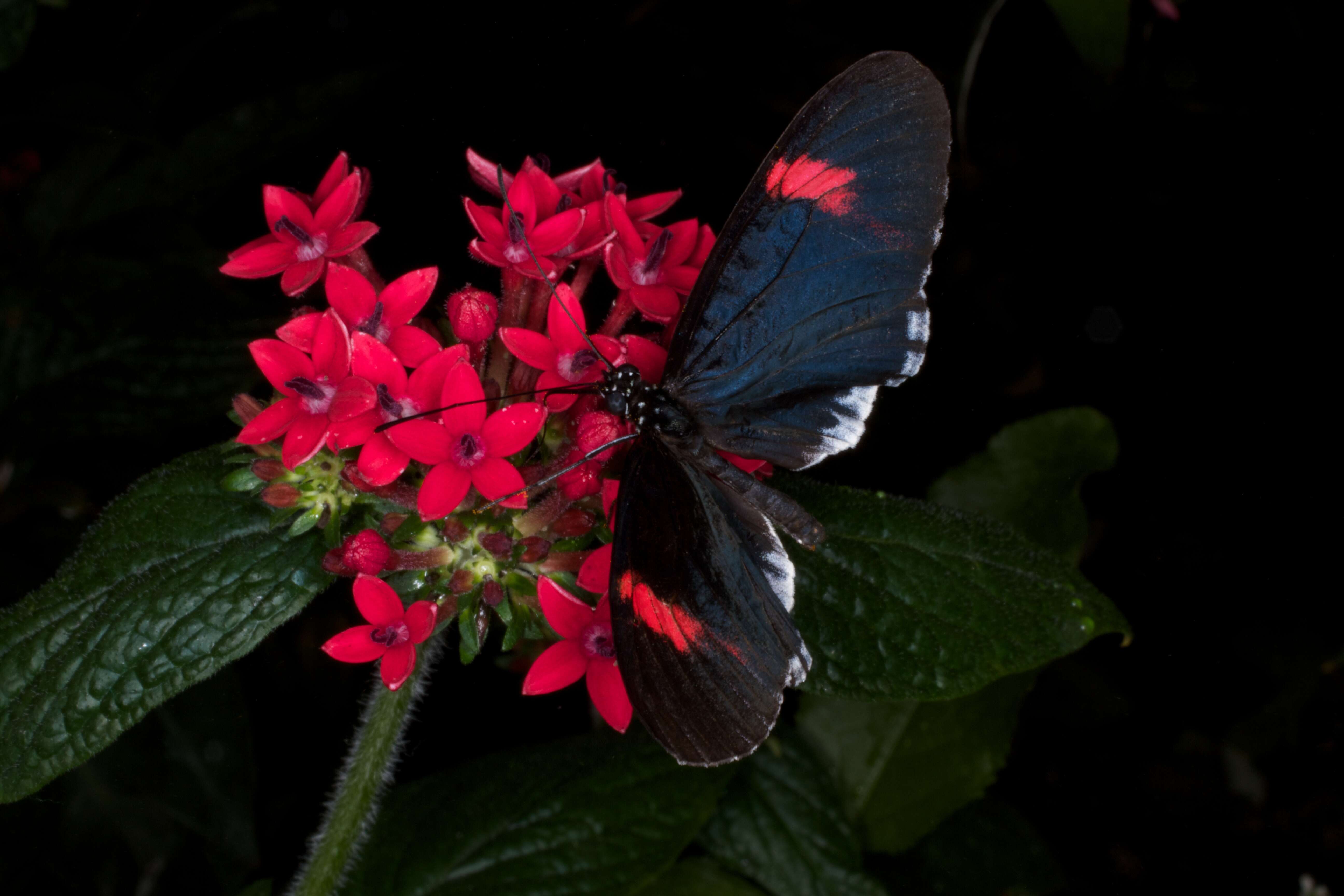 Image de Heliconius