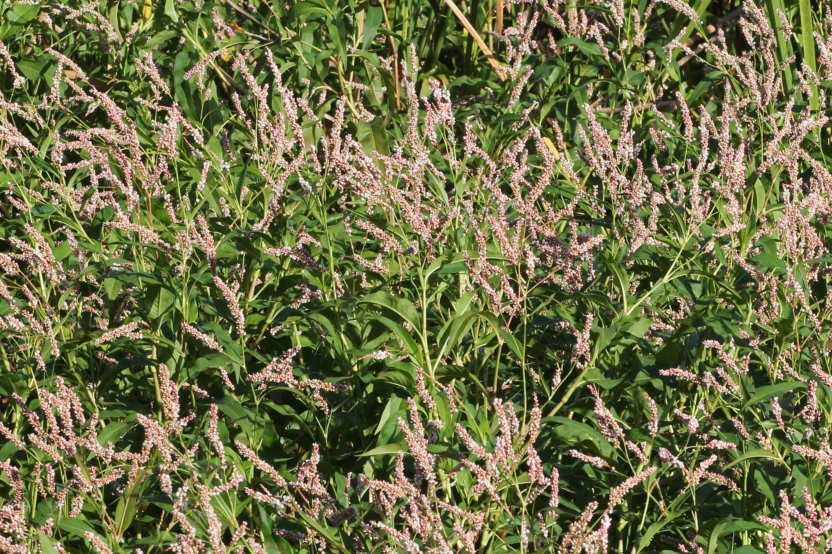 Image of Pinkweeds