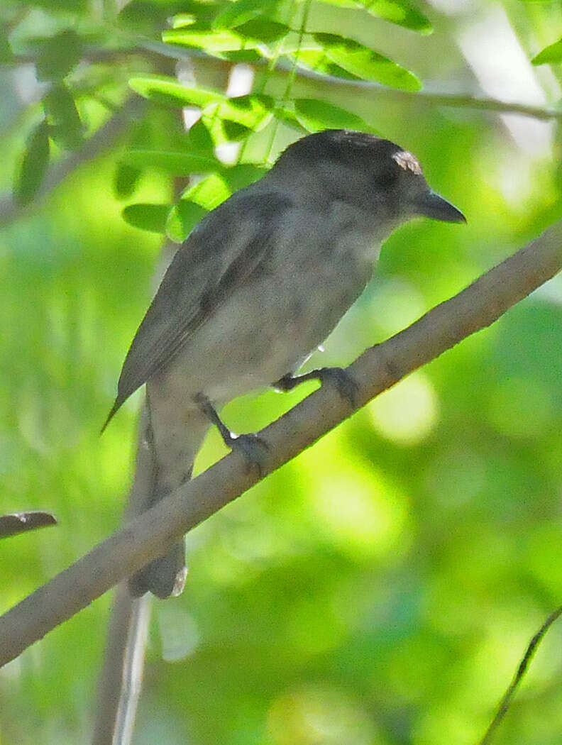 Pachyramphus aglaiae (Lafresnaye 1839) resmi