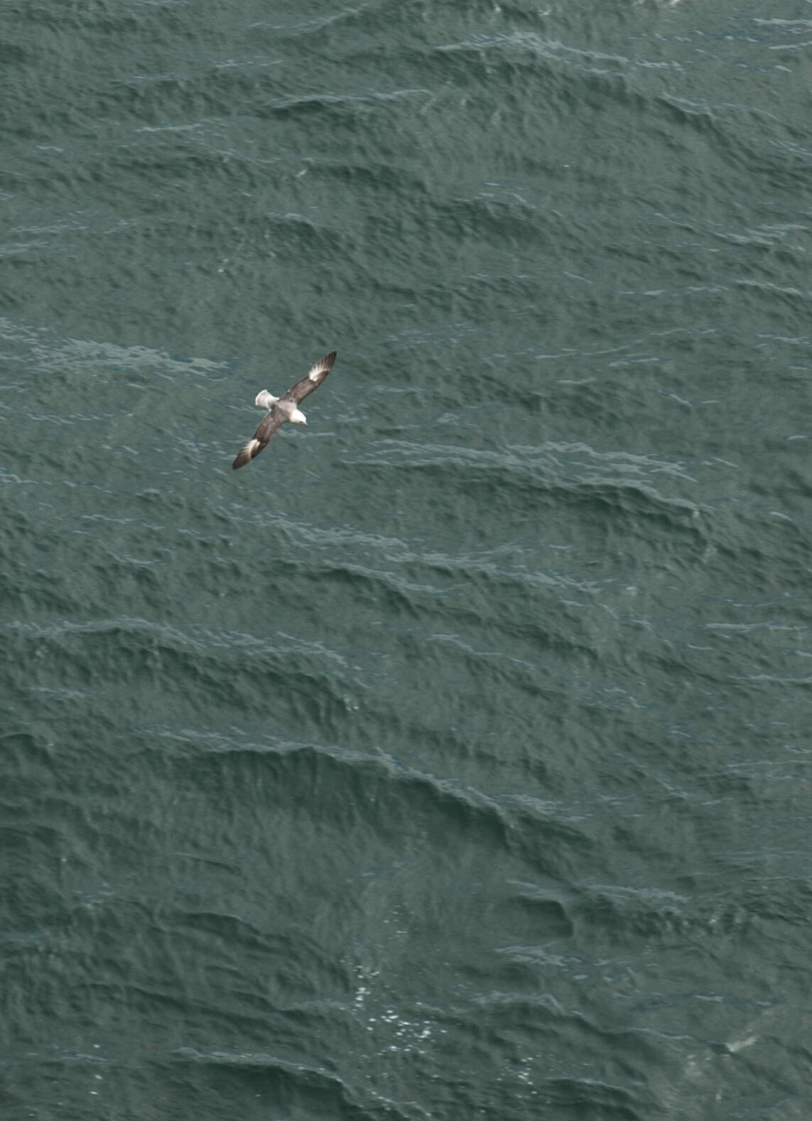 Image of Fulmar