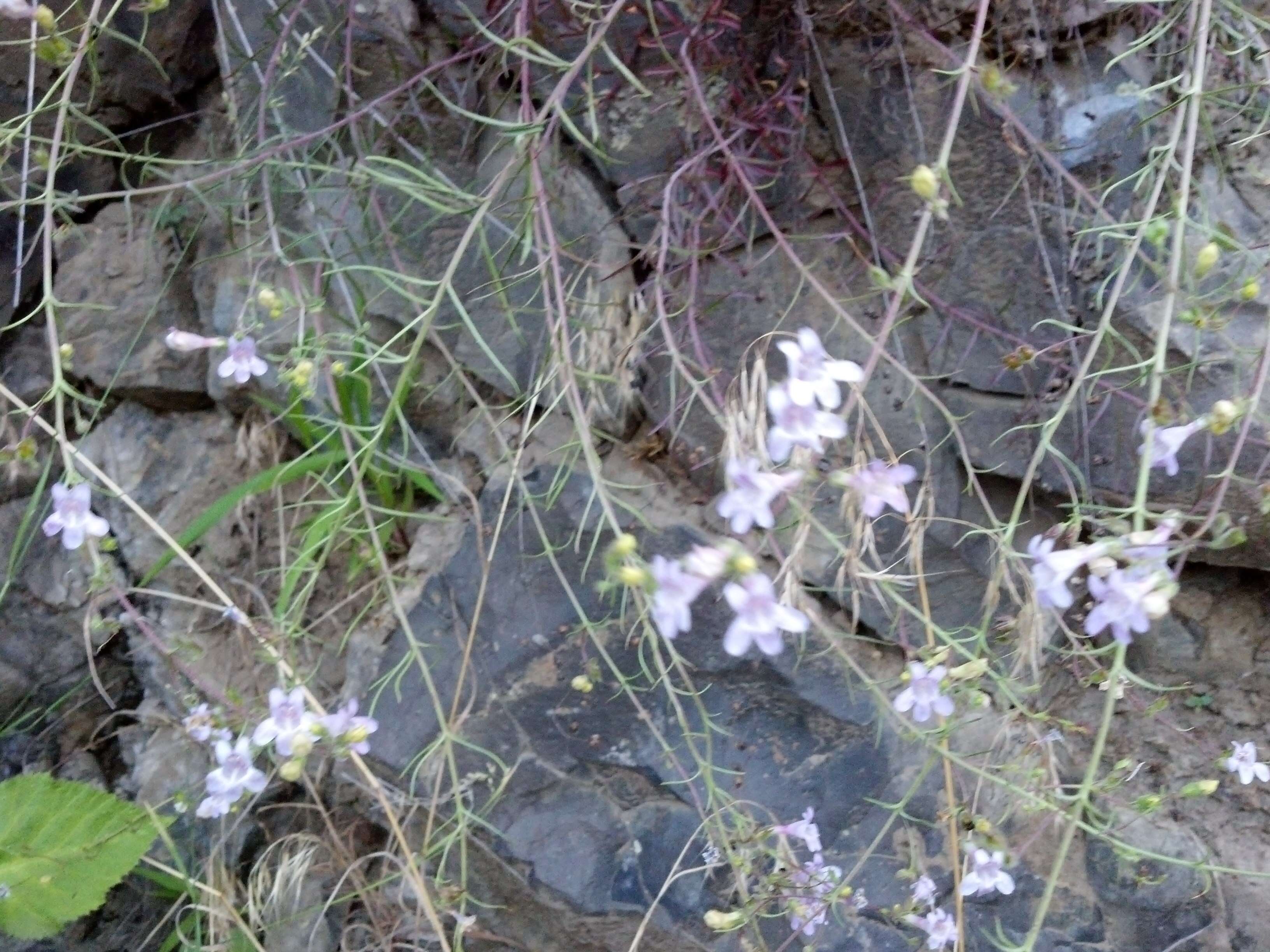 Image of Riggin's penstemon