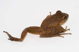 Image of Fitzinger's Robber Frog