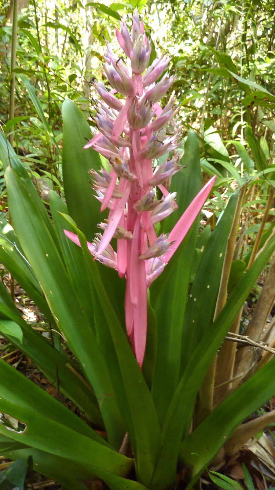 Image of Aechmea marauensis Leme