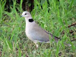 Image of Streptopelia Bonaparte 1855