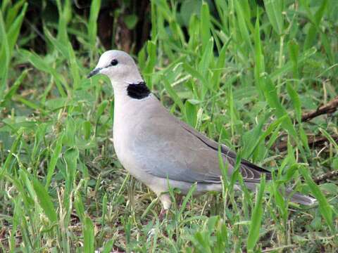 Image of Cape Turtle Dove