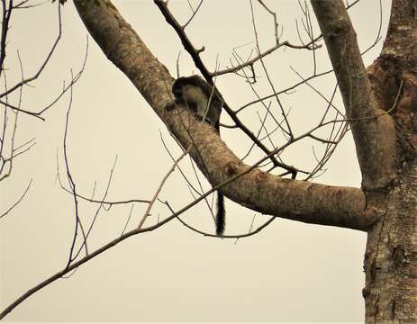 Image of Geoffroy's tamarin