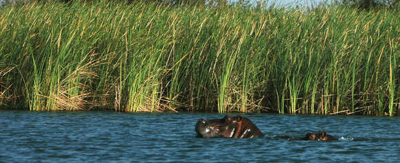 Image of Common Hippopotamus