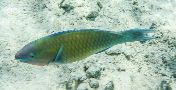 Image of Globehead Parrotfish