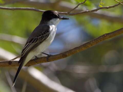 Image of Loggerhead Kingbird