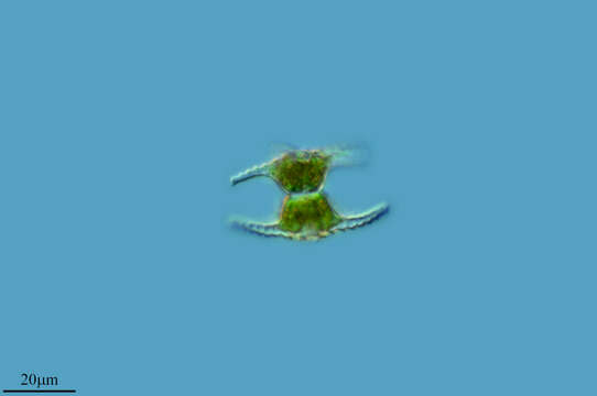 Image of Zygnemophyceae