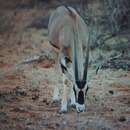 Image of <i>Oryx gazella beisa</i> (Rüppell 1835)