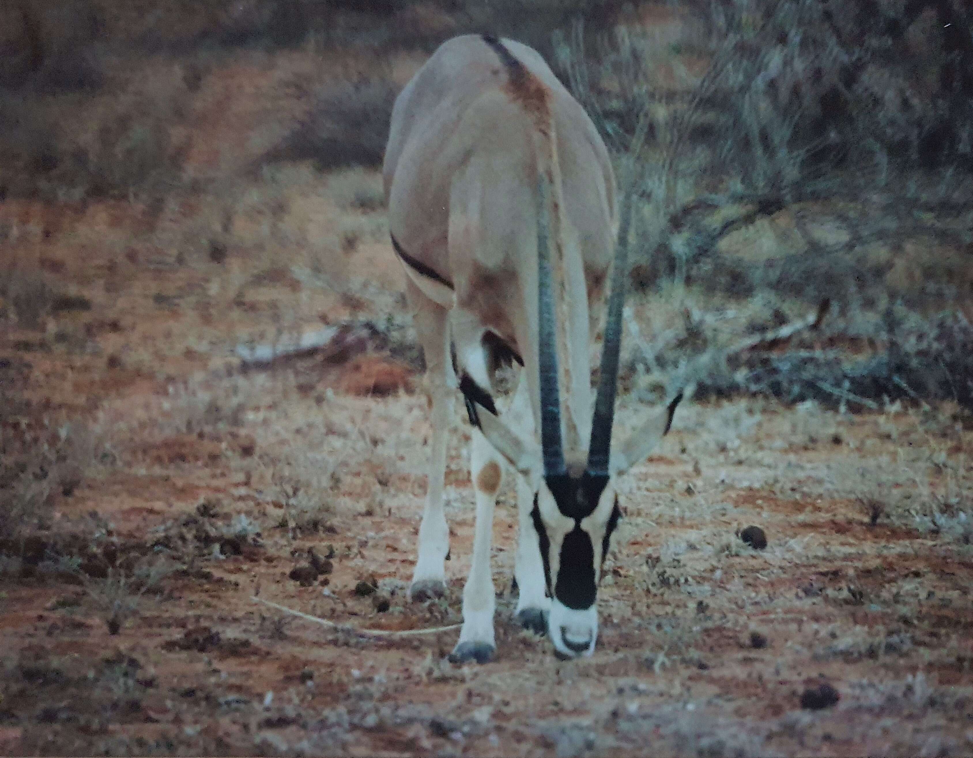 Image of <i>Oryx gazella beisa</i> (Rüppell 1835)