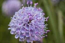 Image of Devil’s Bit Scabious