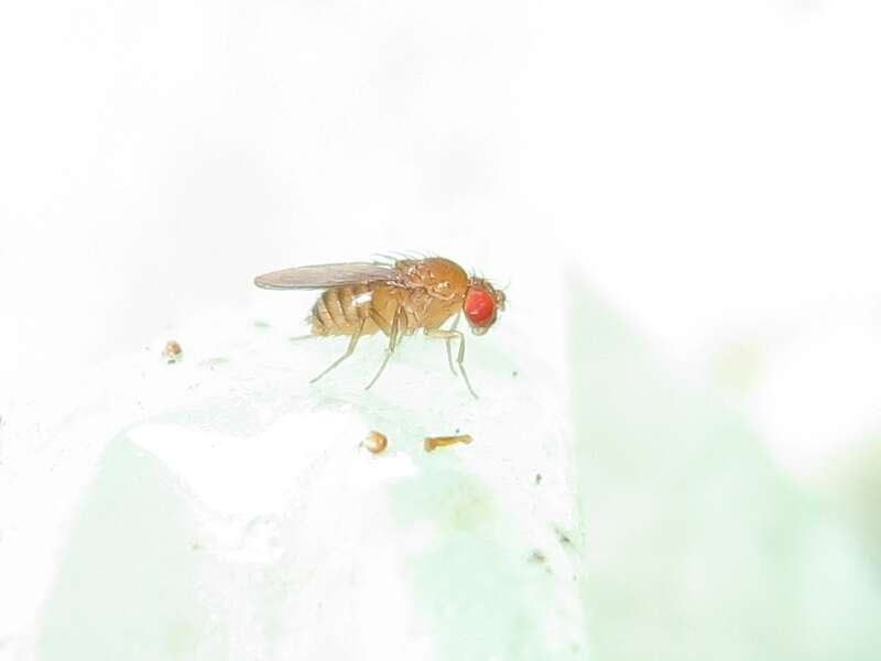 Image of fruit fly